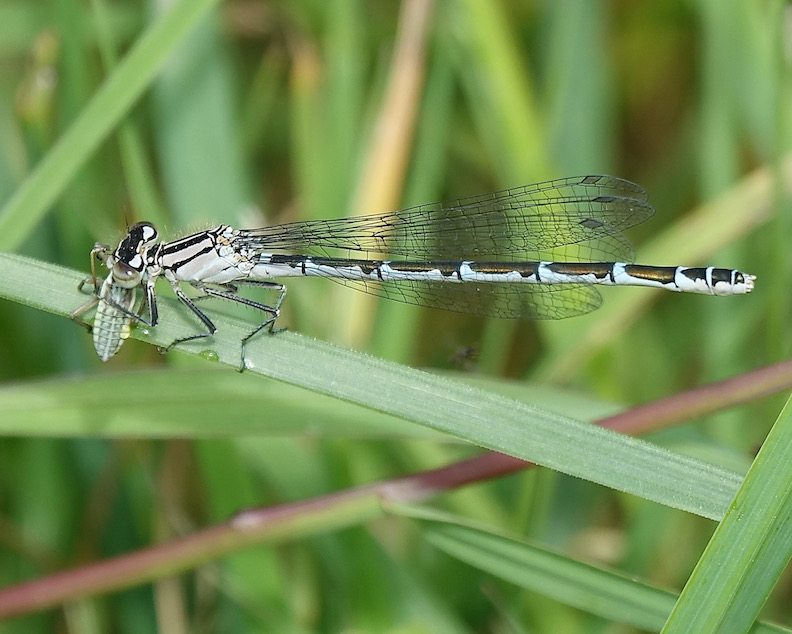 common blue damselfly